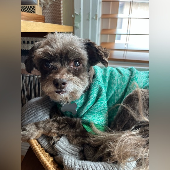 🐶WE ARE LIVE🐶 - Picture 12 of 17